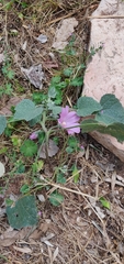 Alcea acaulis