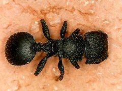 Cataulacus granulatus