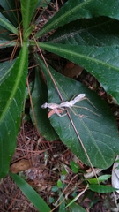 Rhombodera lingulata