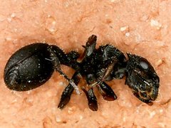 Cataulacus granulatus