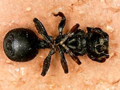 Cataulacus granulatus