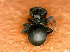 Cataulacus granulatus