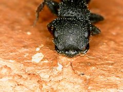 Cataulacus granulatus