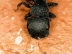 Cataulacus granulatus