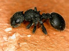 Cataulacus granulatus