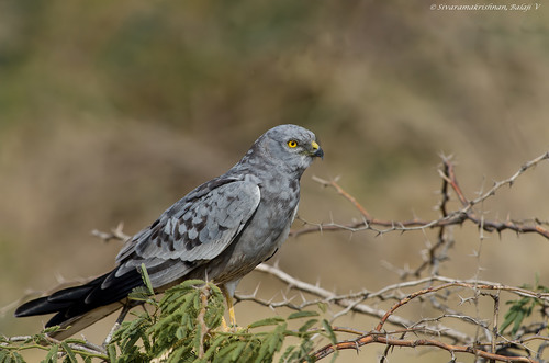 Montagu's Harrier