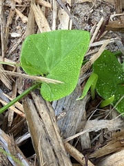Kedrostis nana
