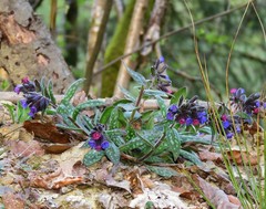 Pulmonaria stiriaca