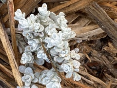 Helichrysum cochleariforme