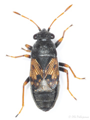 Acompus pallipes