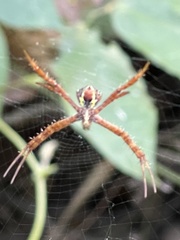 Argiope minuta