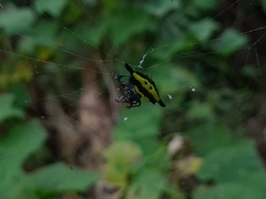 Gasteracantha hecata