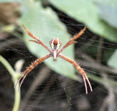 Argiope minuta