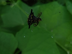 Gasteracantha hecata