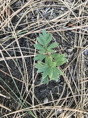 Hydrophyllum alpestre