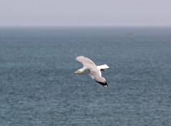Larus cachinnans