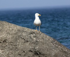 Larus cachinnans