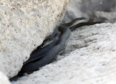 Natrix tessellata