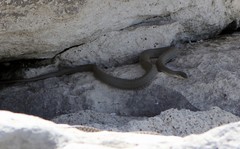 Natrix tessellata