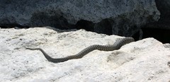 Natrix tessellata
