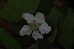 Rubus hirsutus
