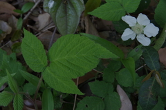 Rubus hirsutus