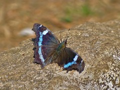 Kaniska canace nojaponicum