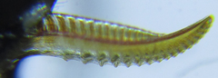 Empria pumila