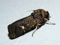 Proteuxoa hydraecioides