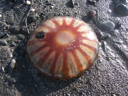 Chrysaora melanaster
