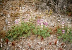 Lupinus microcarpus horizontalis