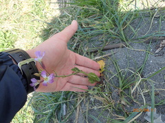 Raphanus sativus raphanistroides