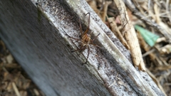 Corasoides australis