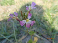 Raphanus sativus raphanistroides