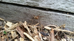 Corasoides australis