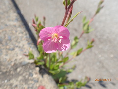 Oenothera rosea