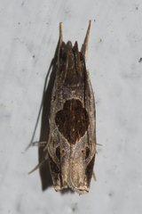 Helcystogramma hibisci