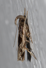 Helcystogramma hibisci