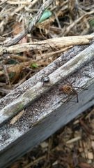 Corasoides australis