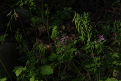 Corydalis incisa