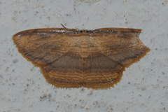 Drapetodes mitaria