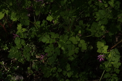 Corydalis incisa