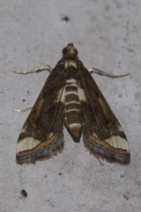 Agassiziella picalis