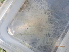 Spirocodon saltatrix