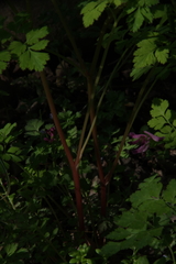Corydalis incisa