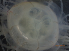 Spirocodon saltatrix