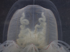 Spirocodon saltatrix