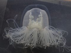 Spirocodon saltatrix