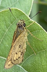 Telicota bambusae