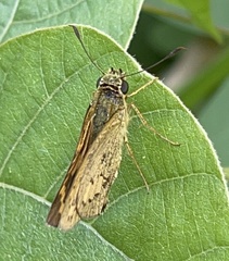 Telicota bambusae